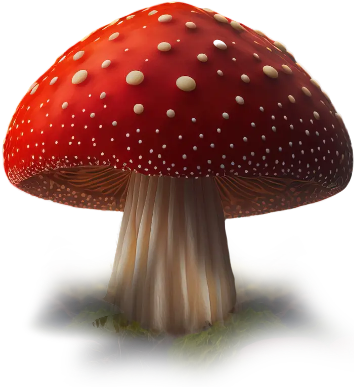 Fungo Amanita Muscaria Imagea