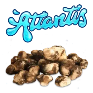 atlantis psilocybe setas mágicas