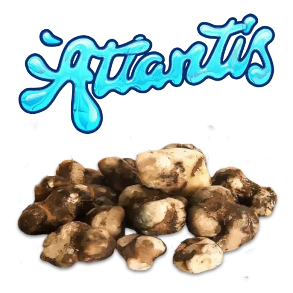 atlantis psilocibo cogumelos mágicos