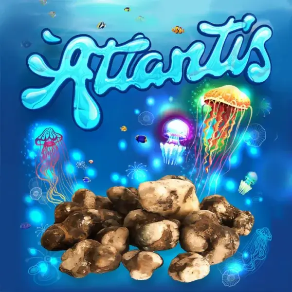 atlantis psilocybe magic mushrooms