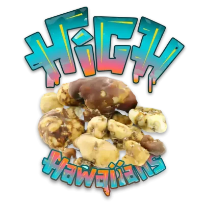 high hawaiians psilocybe tampelandia magic mushrooms