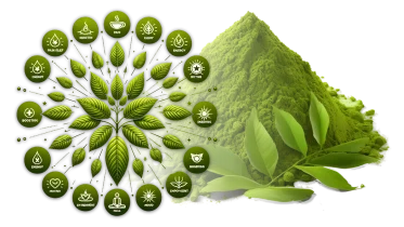 Green leaves and benefits icons with matcha powder hill.