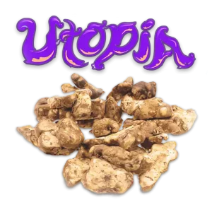 utopia psilocybe magic mushrooms