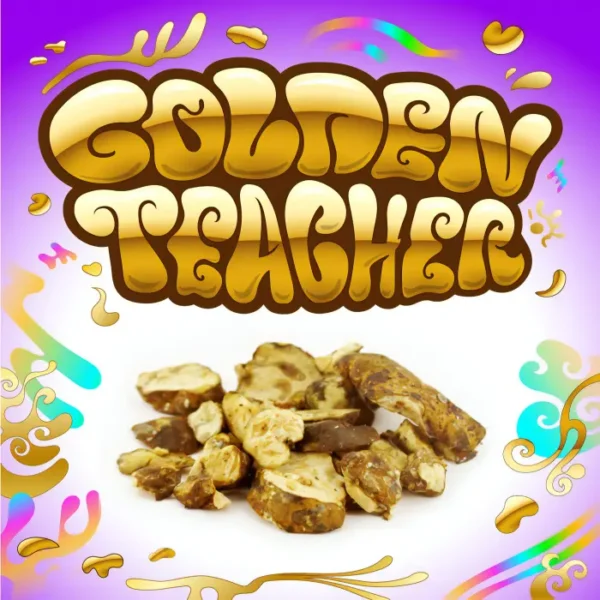 Golden Teacher Psilocybe Magic Truffles