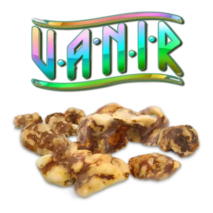 vanir psilocybe magic mushrooms